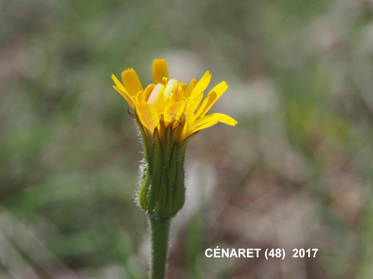 Hawkbit, (Wavy leaf)